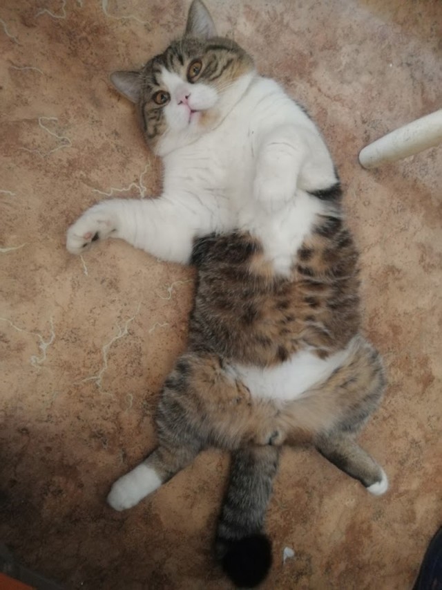 Котовторник ведь начался!