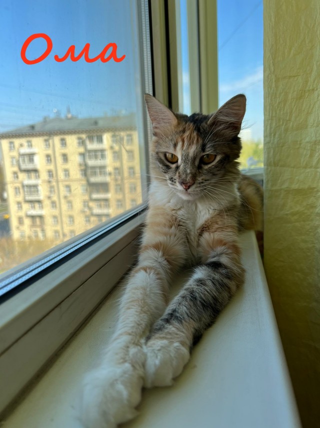 Жизнь домашнего приюта "Котоленд" 335