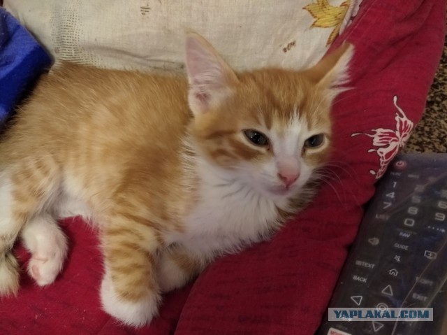 Котовторнику быть