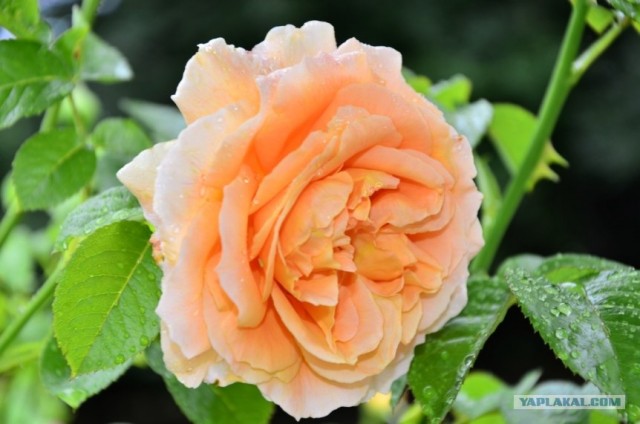 Путешествие по Северной Америке