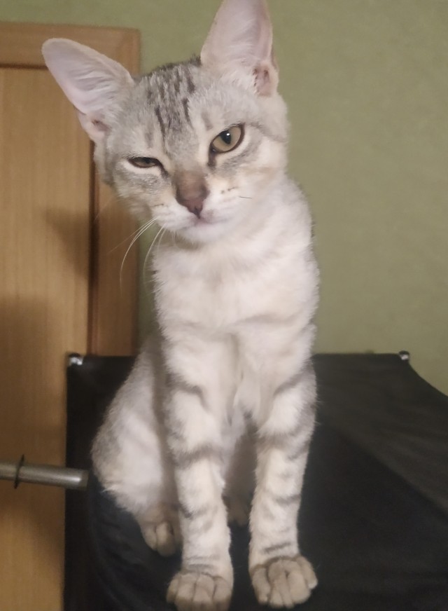 Кто хотел ориентала?