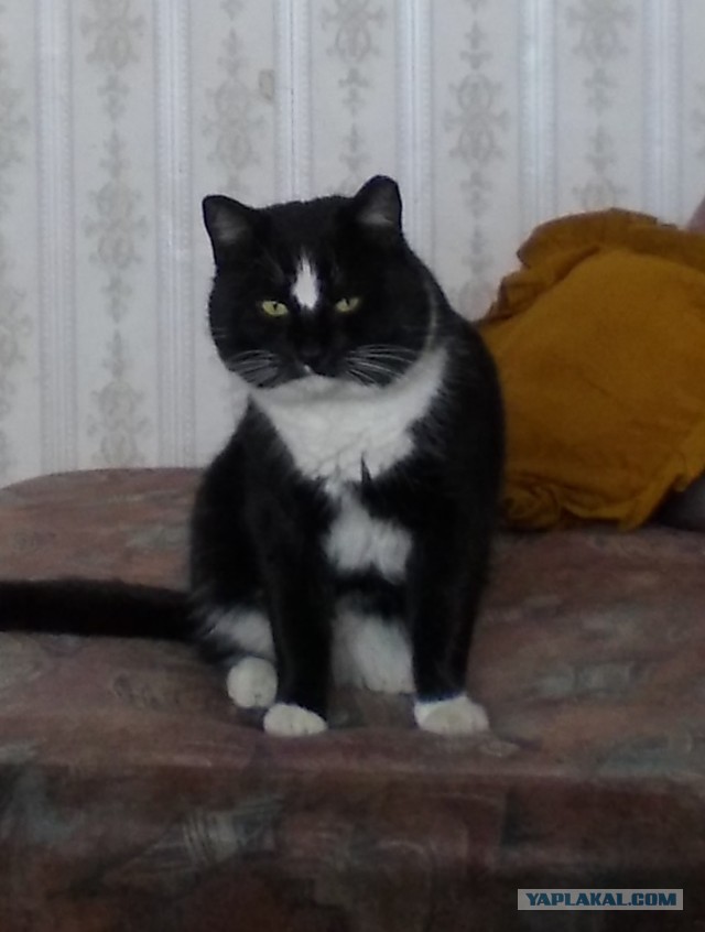 Котовторник  19.03.2013