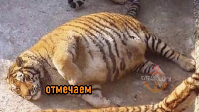 Победная поступь идиотизма по планете – том 5