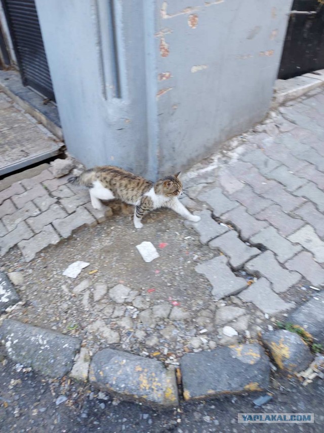 Котики Стамбула