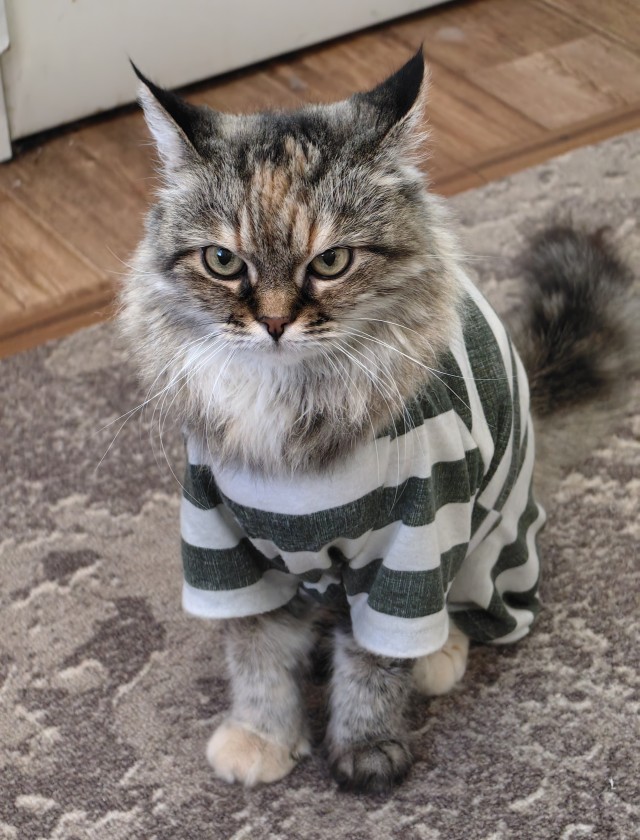 Купил коту новую игрушку
