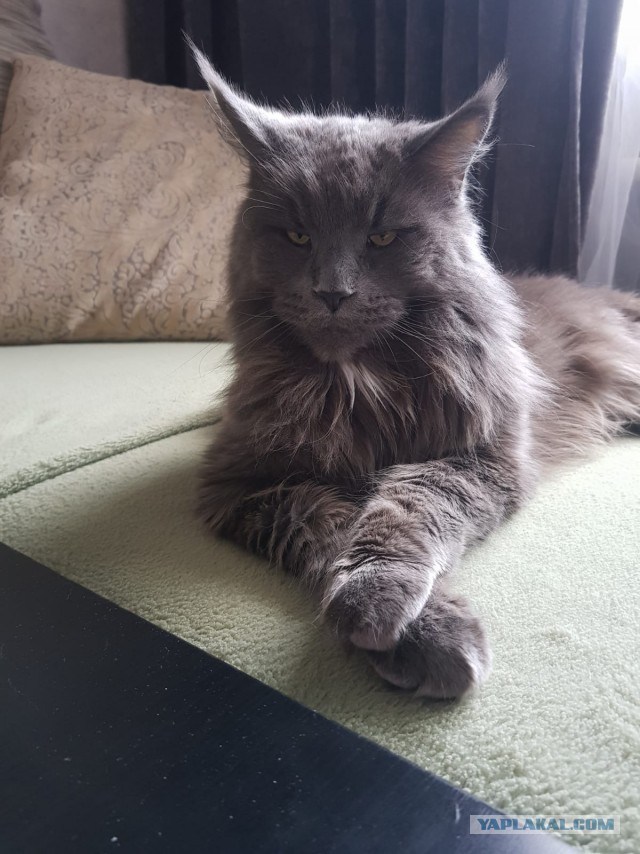 Кот, который смотрит на собак, как на свою добычу