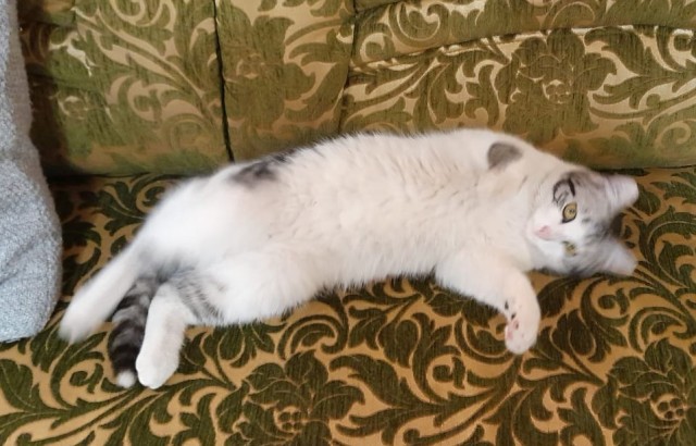 Толстые коты