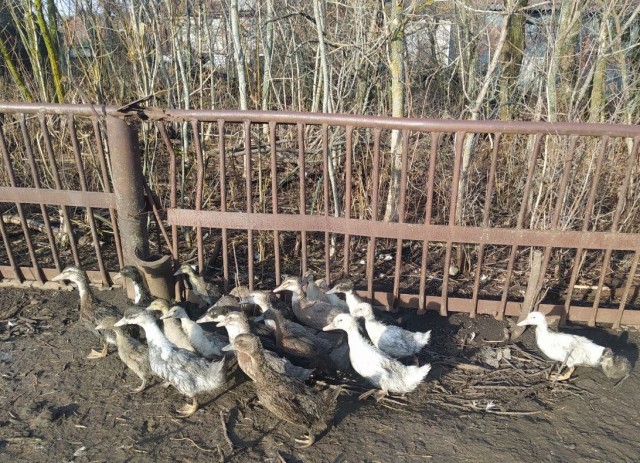 Веселая ферма: утята под зиму и все-все-все