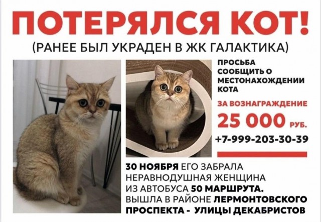 Котовторниковая новость: в Санкт-Петербурге нашли кота, которого искали всем городом