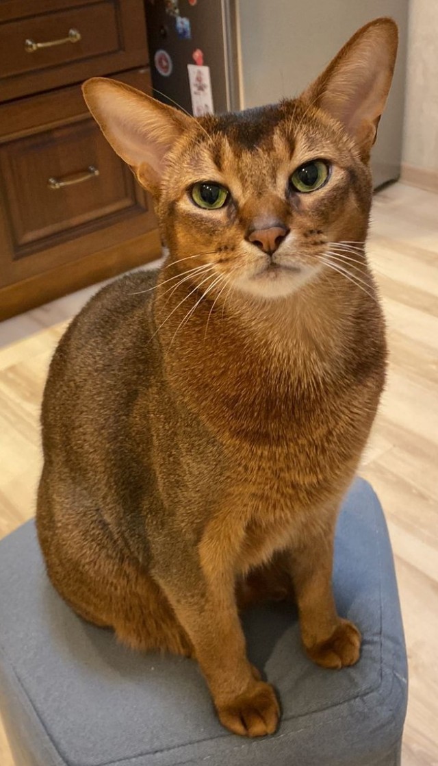 Кот