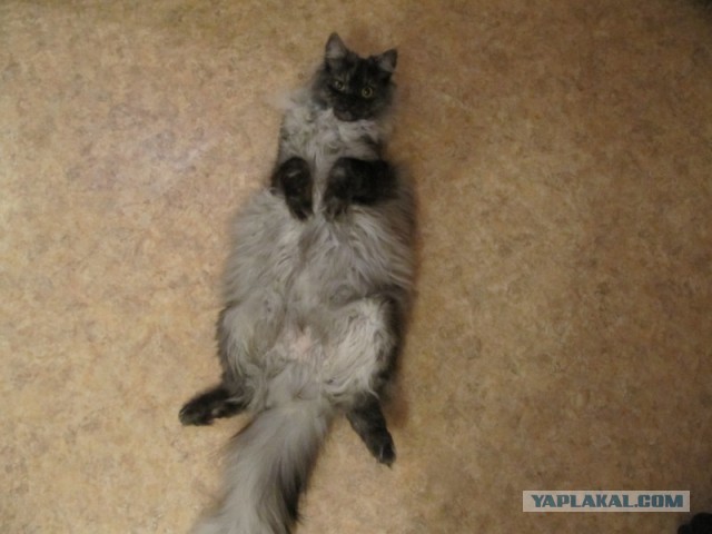 Мелом обвести?