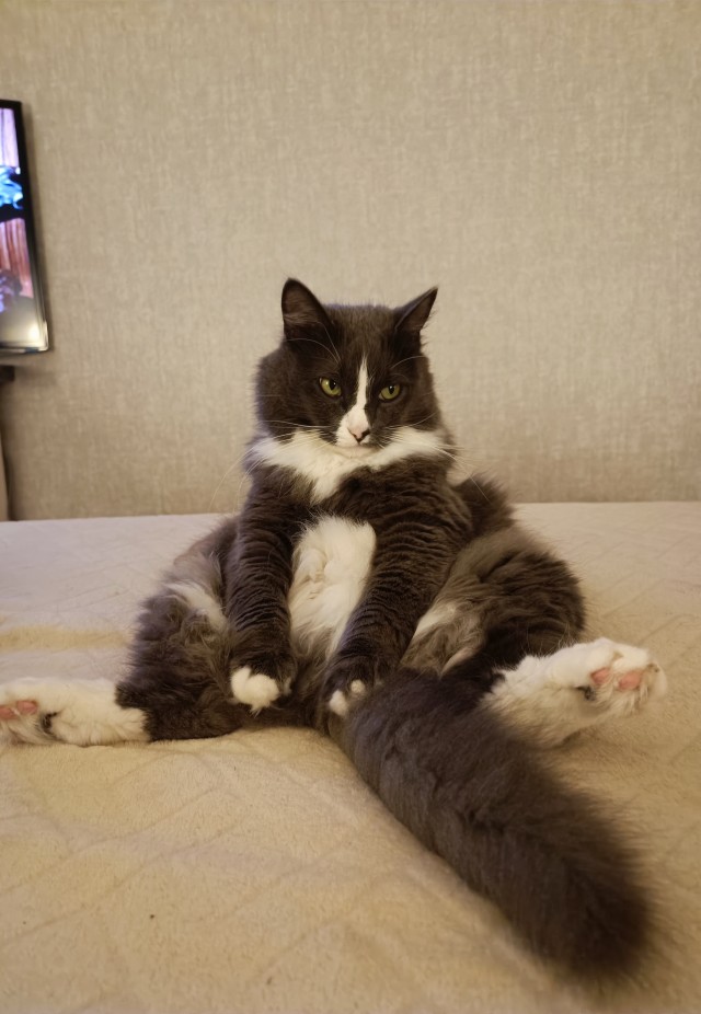 12 самых смешных котов в истории комического конкурса Comedy Pet Photography Awards