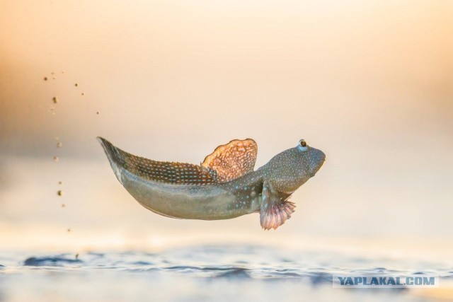 Объявлены победители конкурса World Nature Photography Awards 2025