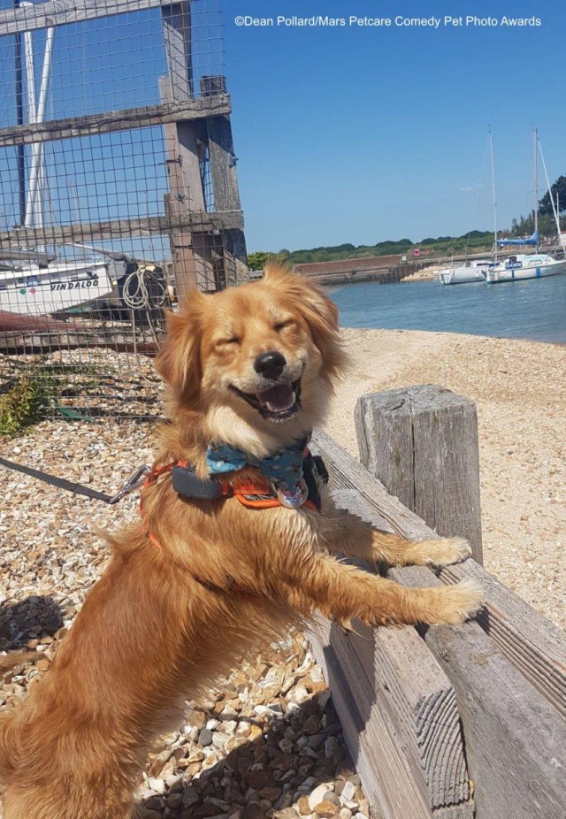 Самые смешные собаки-улыбаки за всю историю конкурса Comedy Pet Photography Awards