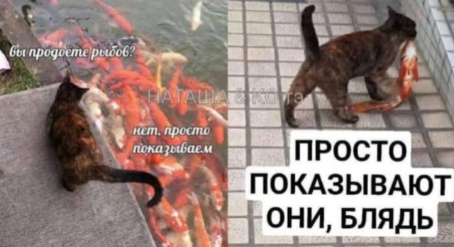 К котовторнику: подборка картинок-баянов с котиками и про котиков. Выпуск 27.