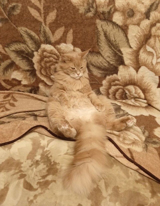 Хвостище к котовторнику