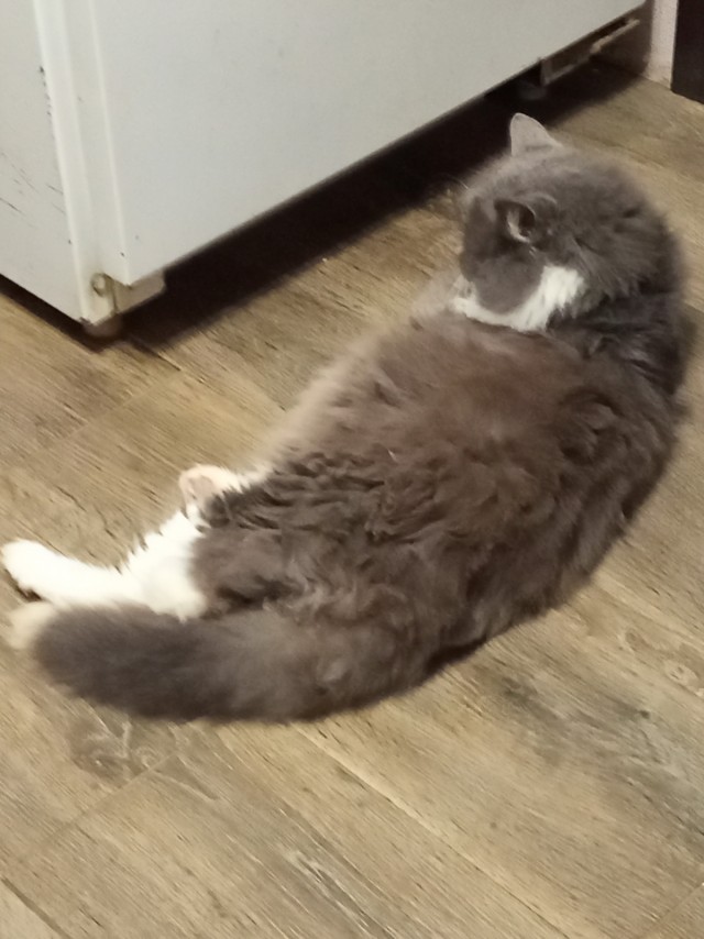 Просто кость широкая