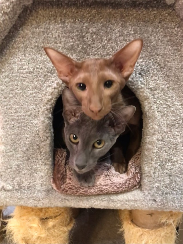 Привет, котовторник.