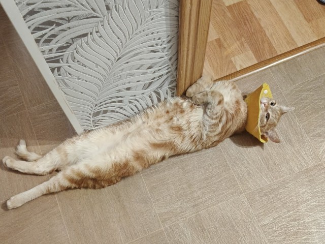 Воротник для кота