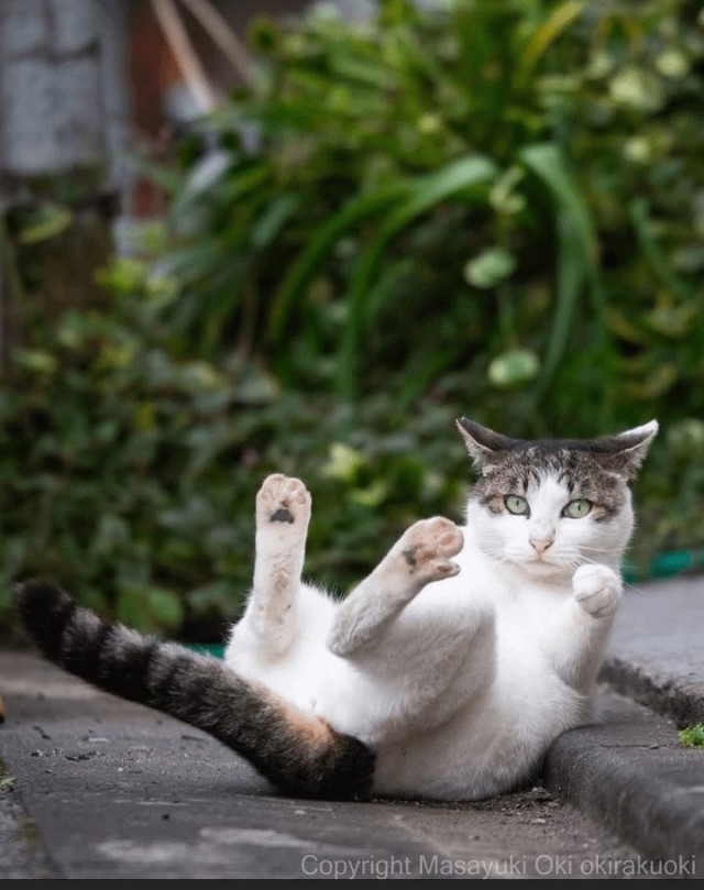 Котиков много не бывает))) отдохните от суетного мира