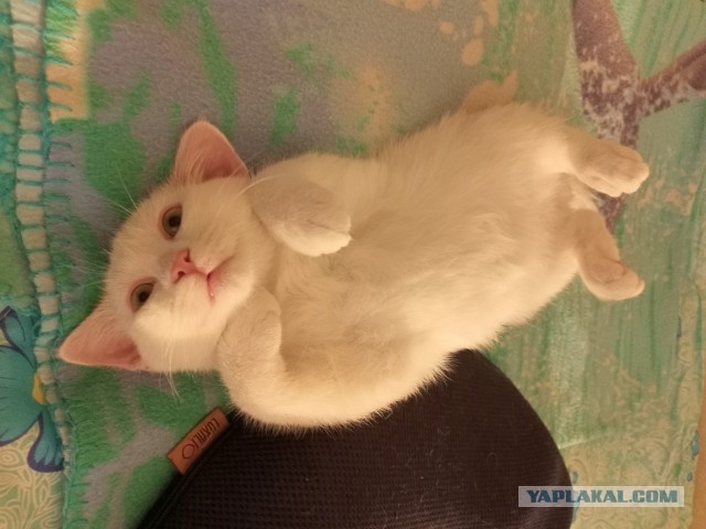 Вот и я стал рабом!