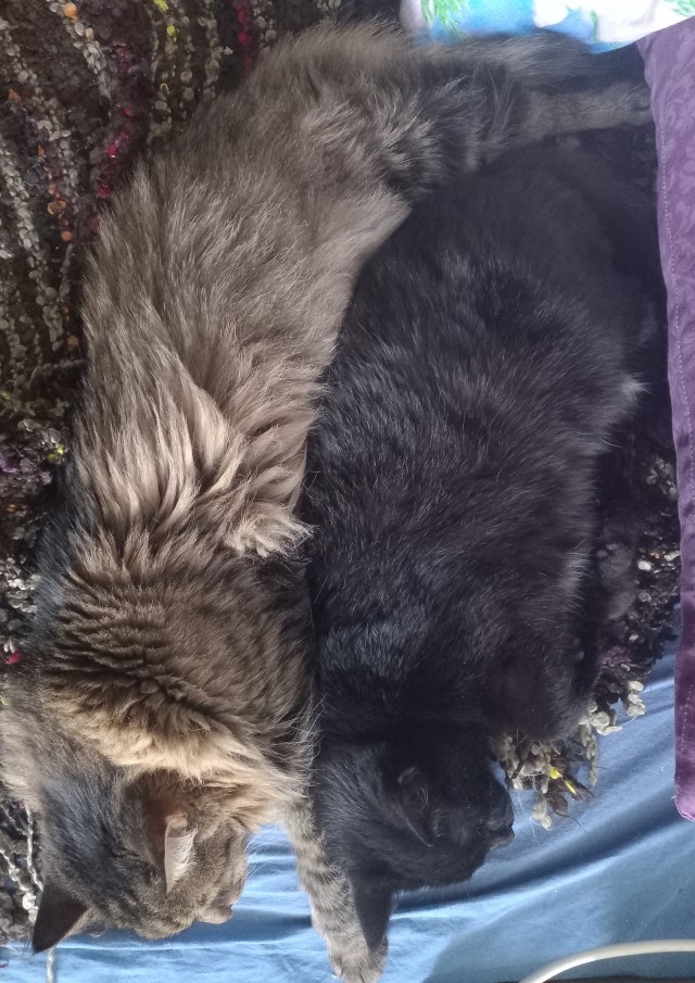 Котовторник