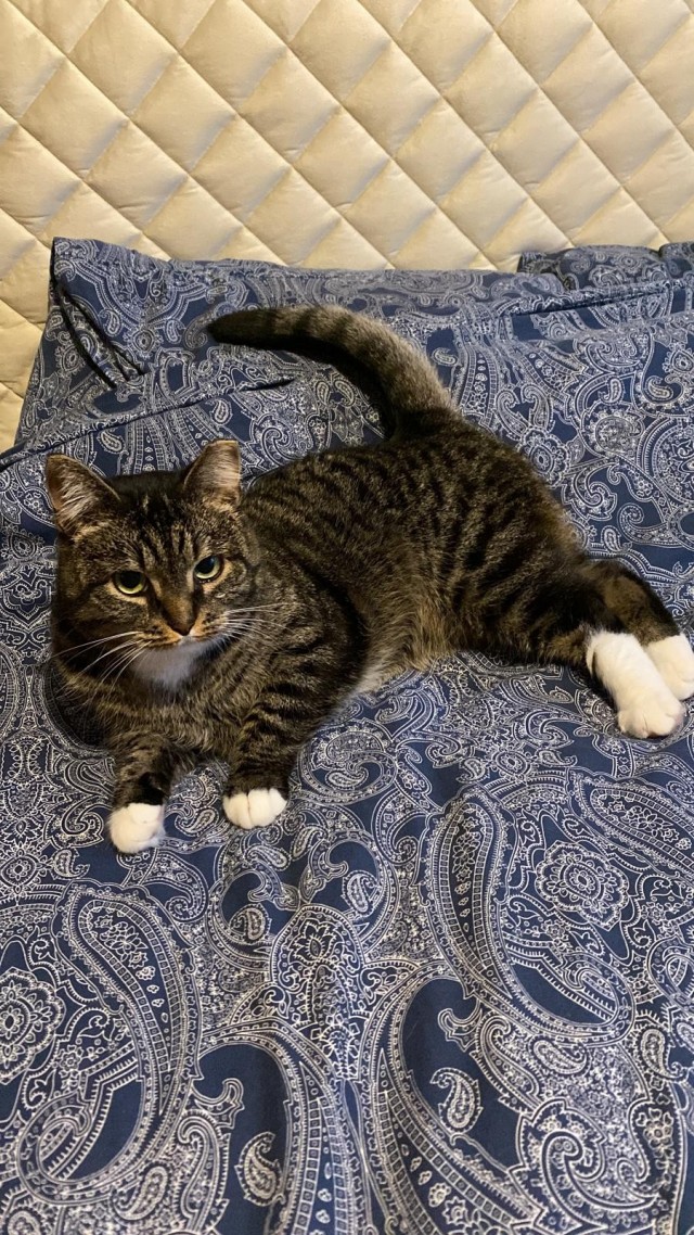 Очередной котовторник
