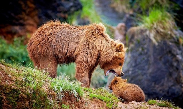 После родительского собрания