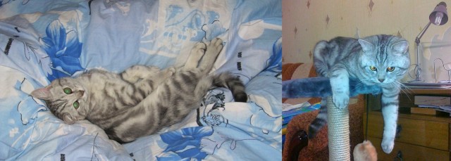 Домашние животные: тогда и сейчас