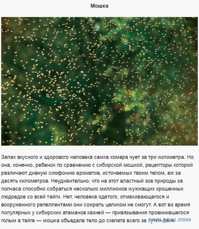 Существа, которых стоит бояться
