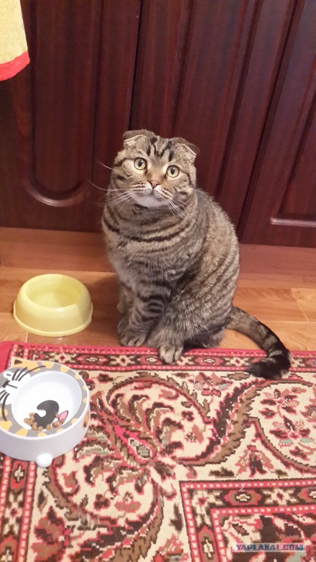 Котовторник  25.03.2014