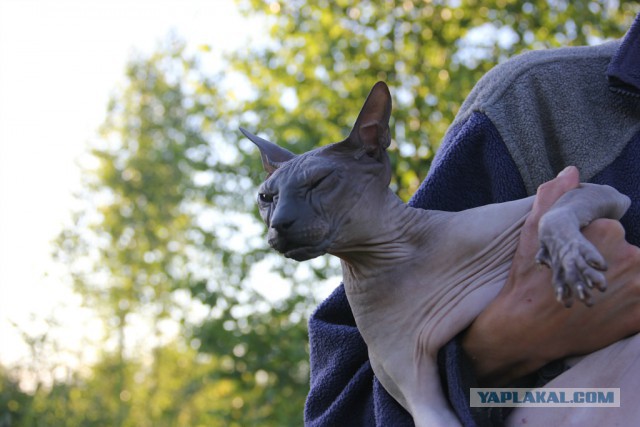 Котовторник   15.04.2014