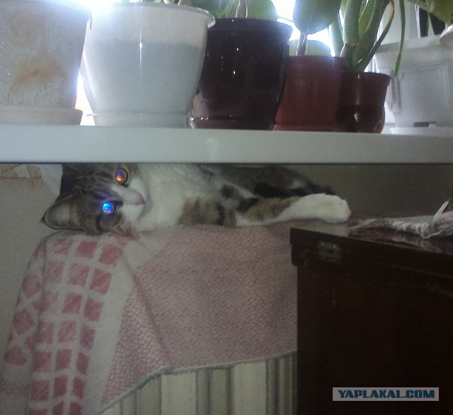 Котовторник 6.05.2014
