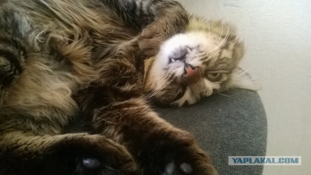 Котовторник 24.06.2014