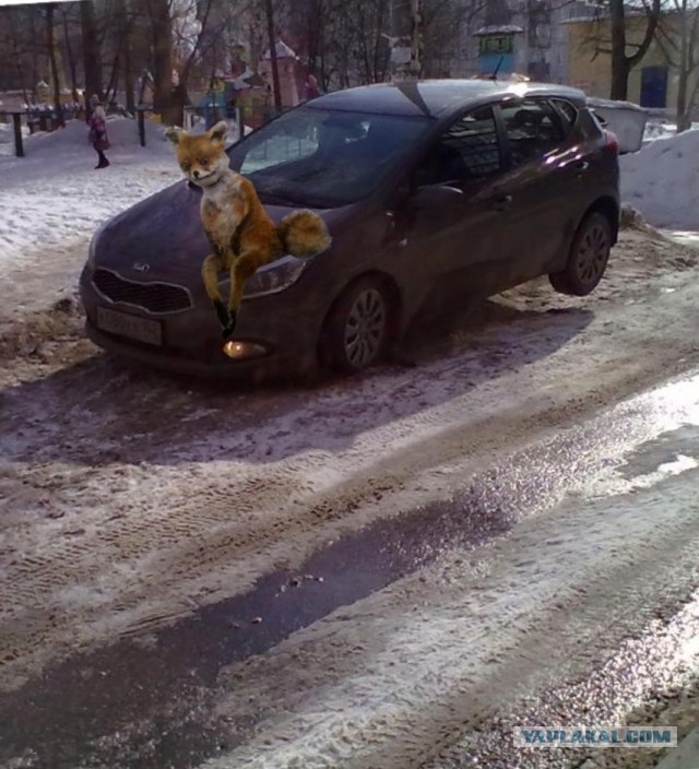 Таксидермия + наркомания