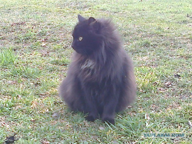 Котовторник 7.10.2014