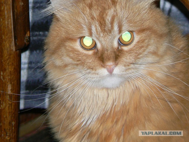 Про кошку Басю, кота Абрикоса и собаку Рича.