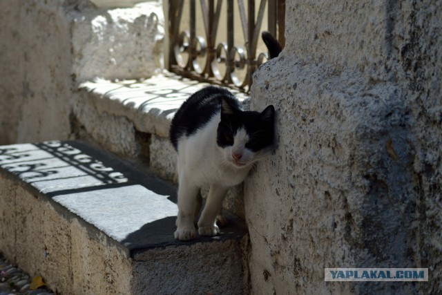 Котовторник 28.10.2014