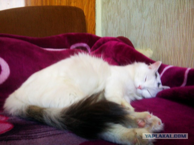 Котовторник 2.12.14