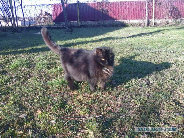 Котовторник 2.12.14
