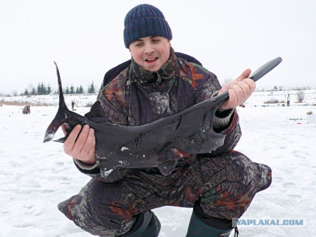 Змееголов!