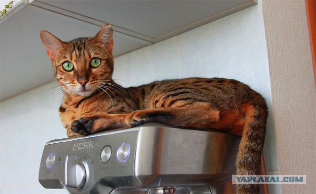 Котэ необычного окраса
