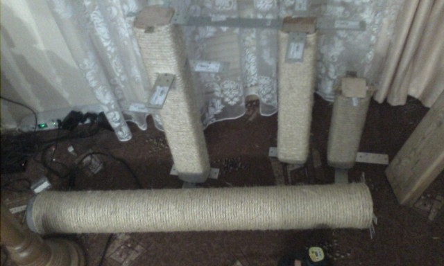 Котовторник