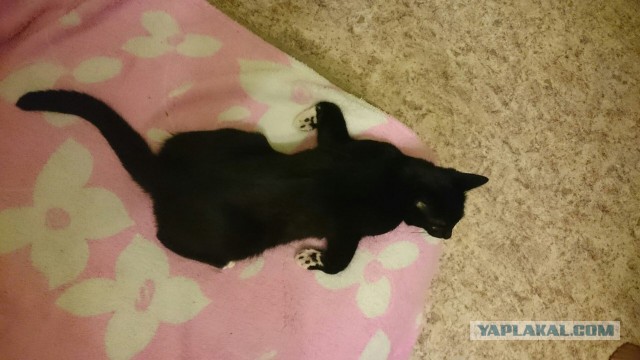Котовторник 09.06.2015