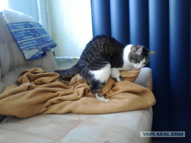 Кошки vs. пакеты