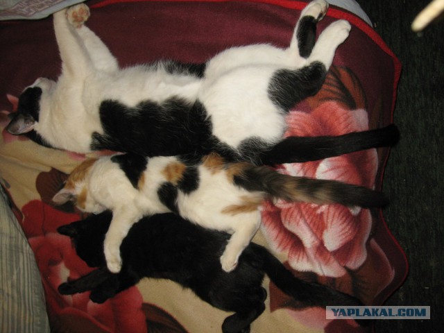 Как спят кошки....