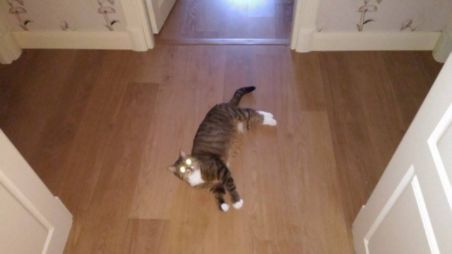 Котовторник 17.11.2015