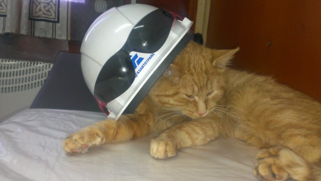 Котовторник