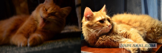 Опасный котэ