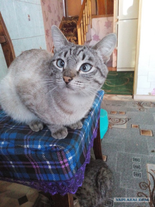 Котовторник 19.01.2016